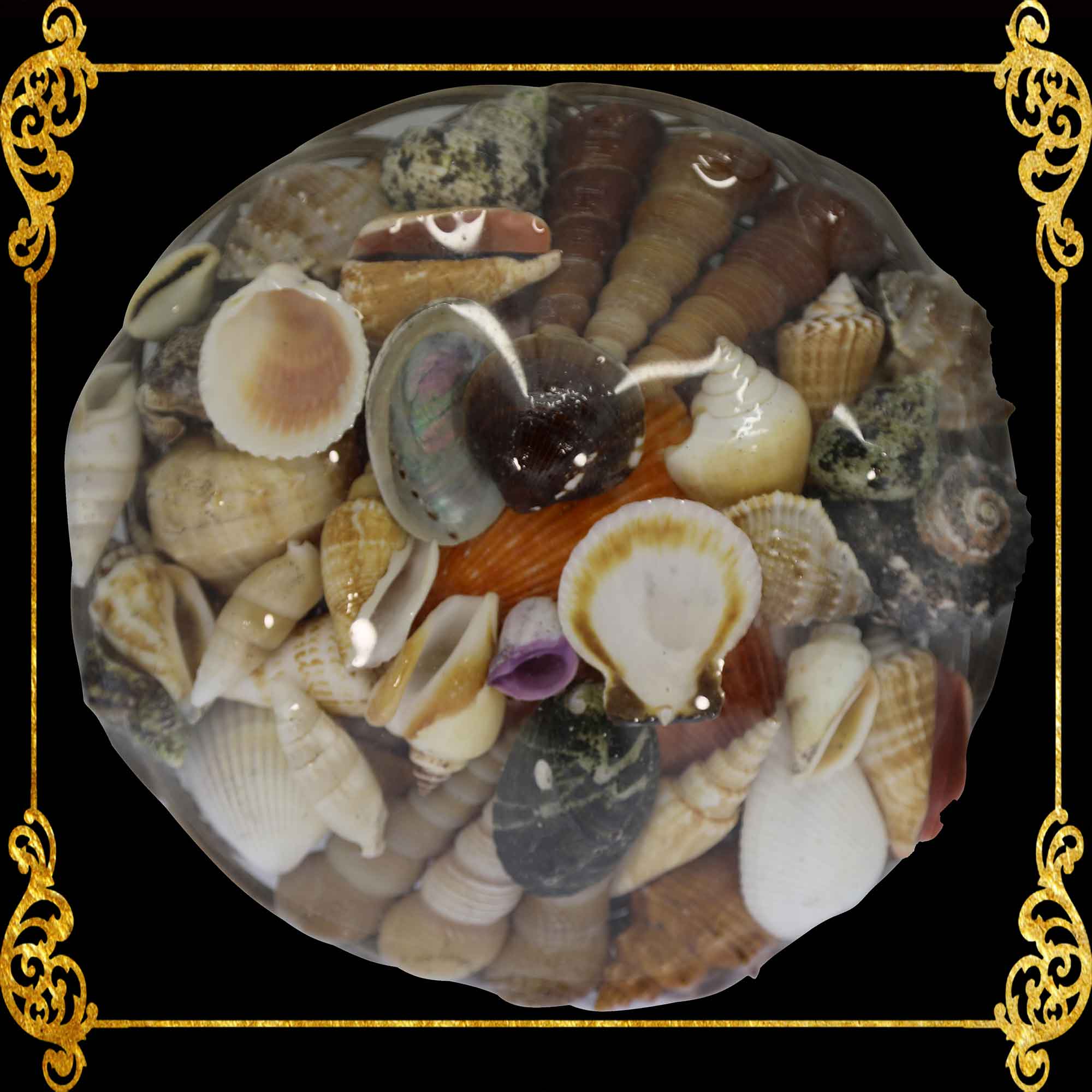 Basket of Mixed Sea Shells.