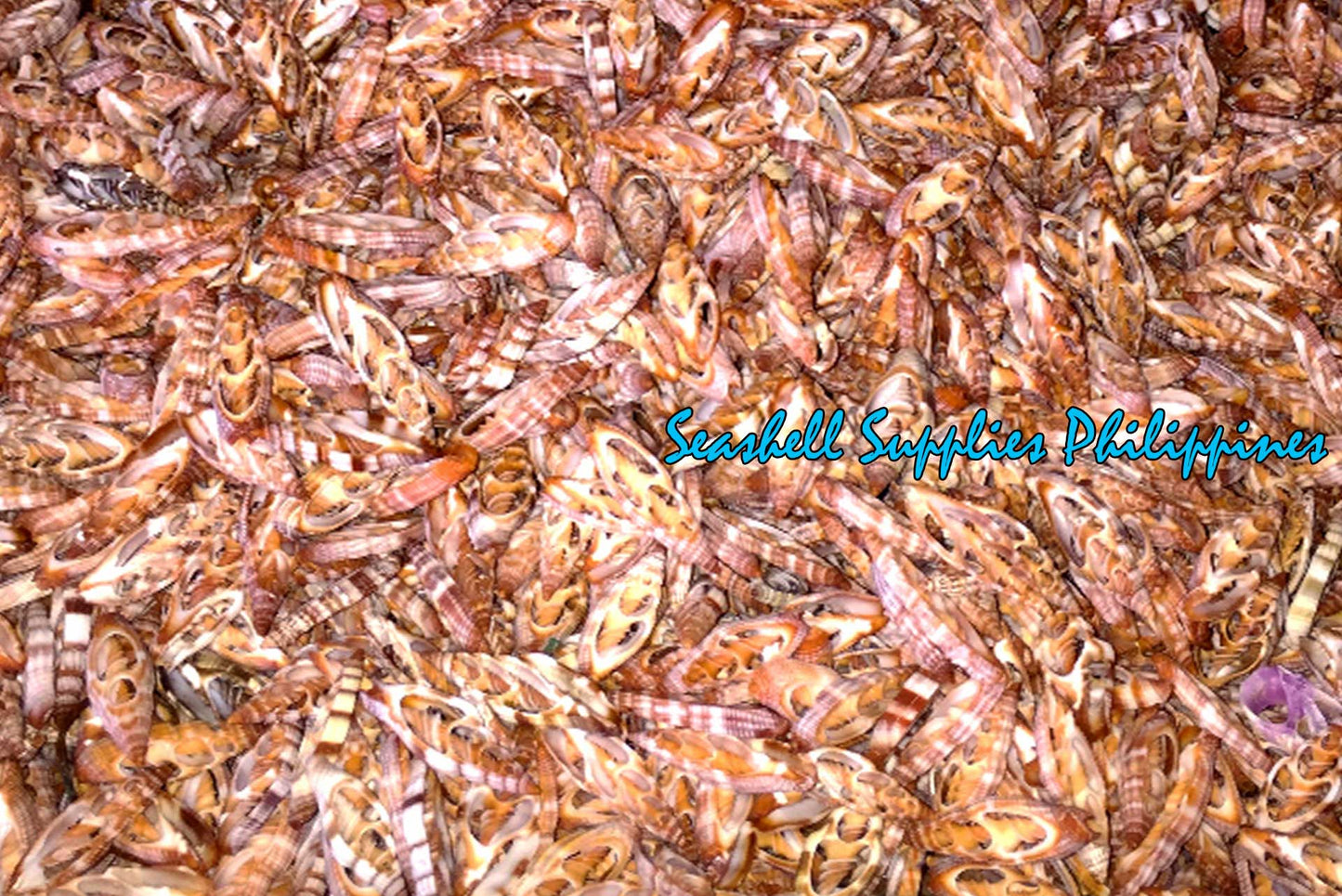 Cut Seashells | Mitra Rugosum | Vexilum Rugosum Shells
