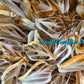 Cut Seashells | Canarium Brown | Dog Conch Shells