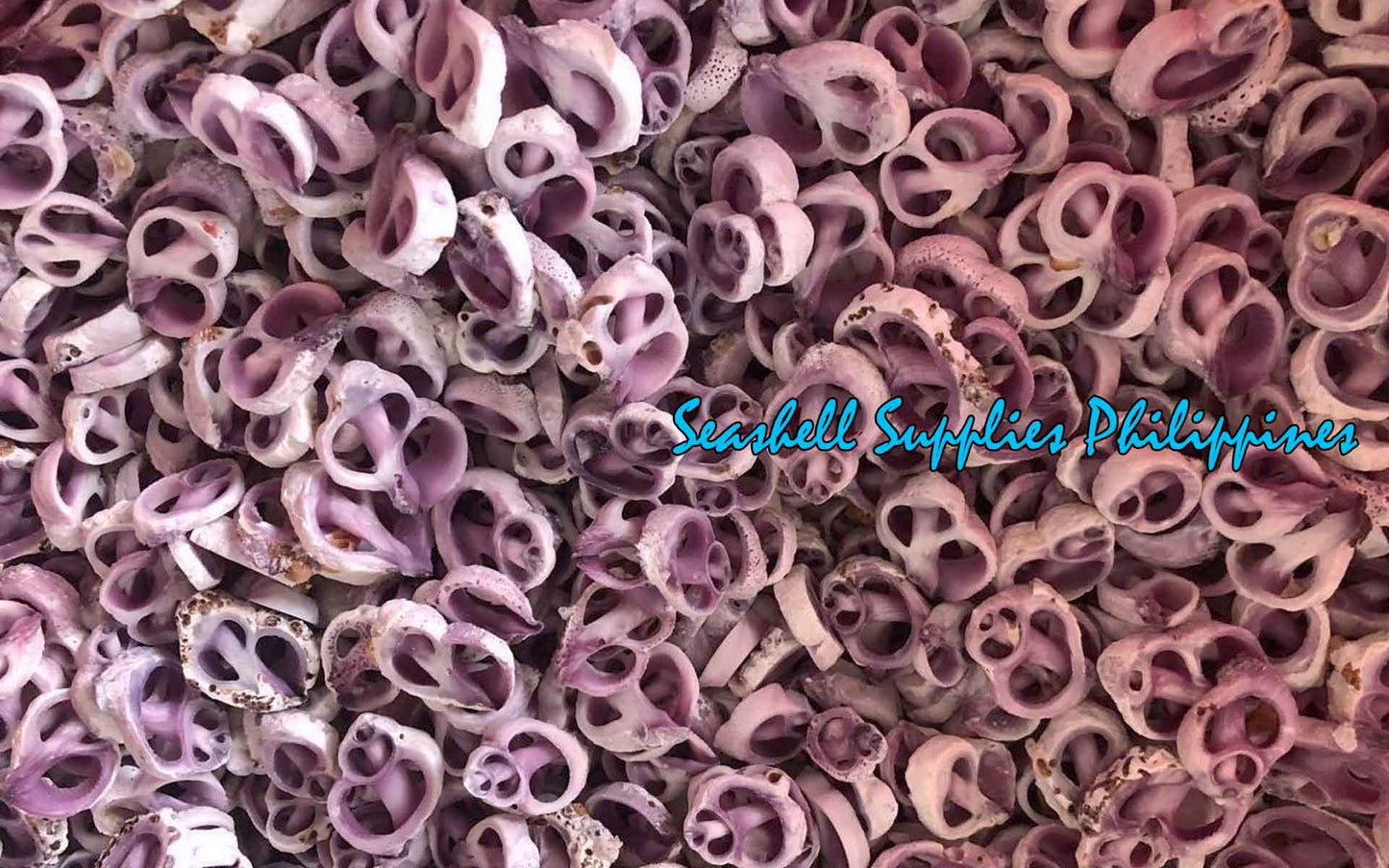 Cut Seashells | Cebu Beauty | Violet Coral Shell