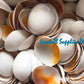 Cut Seashells | Common Egg Cowrie | Ovula Ovum Shells