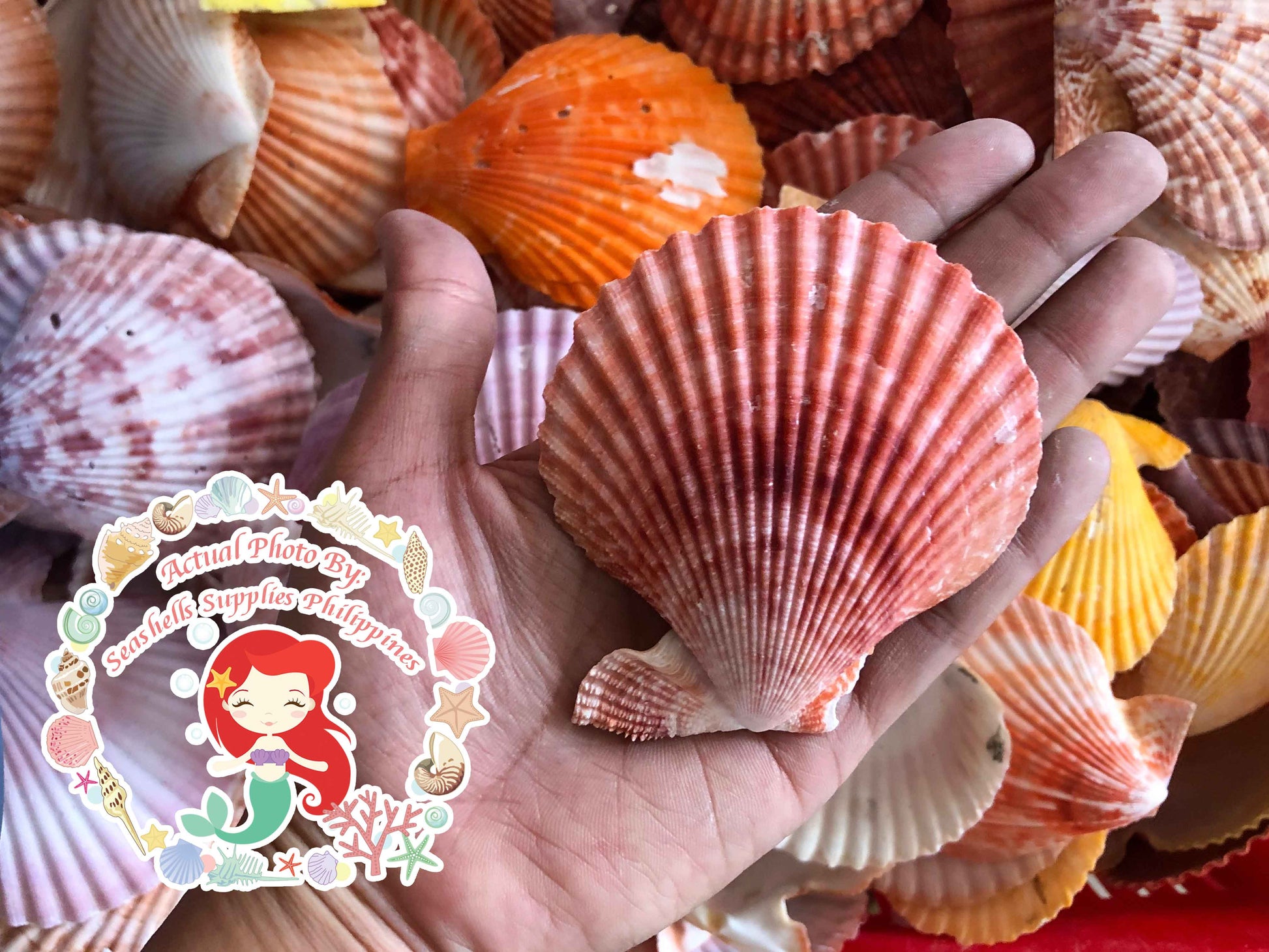 Noble Scallop Seashells - Pecten Nobilis - (10 shells approx. 1.5-2 in –  seashellmart