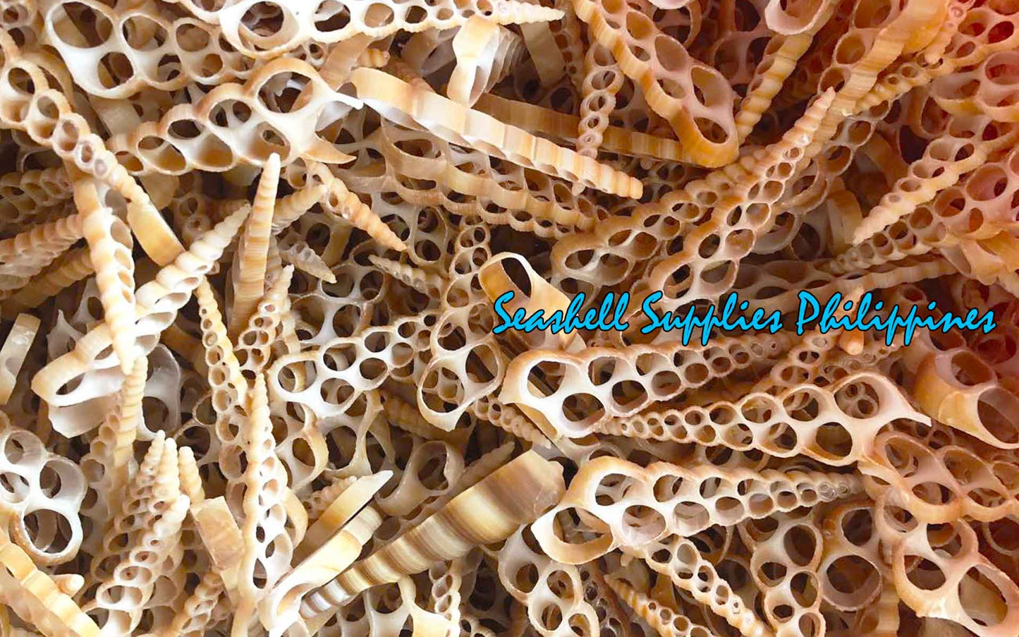 Cut Seashells | Tortilla | Screw Turritella