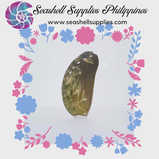 Abalone Long | Donkey's Ear Abalone | Polished | 2 - 3.5 Inches