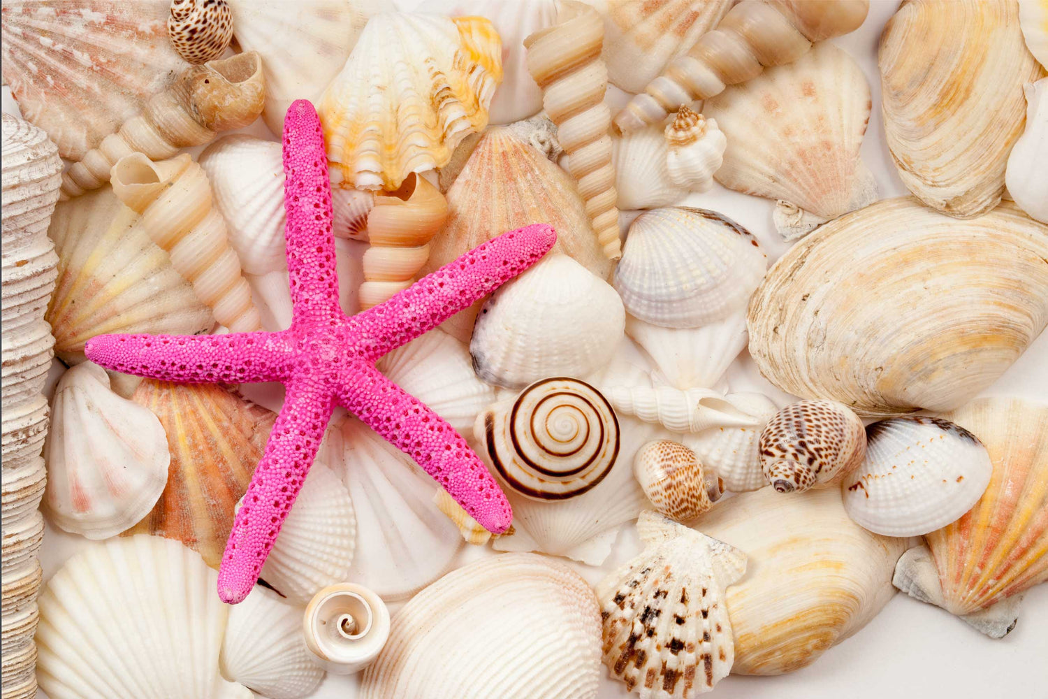 Buy Bulk Seashells for Crafts - Shells in Bulk - California Seashell