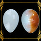 Cut Seashells | Common Egg Cowrie | Ovula Ovum Shells