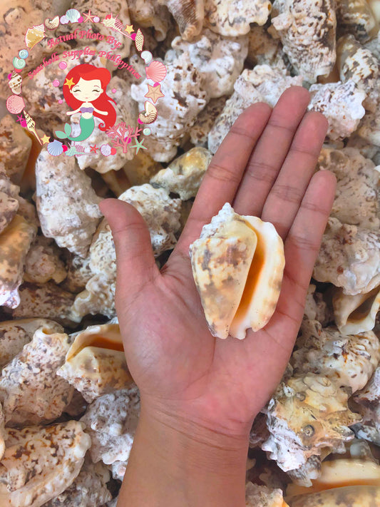 1 Kilo | Aurisdianae | Diana Conch | Seashells | Sea shells