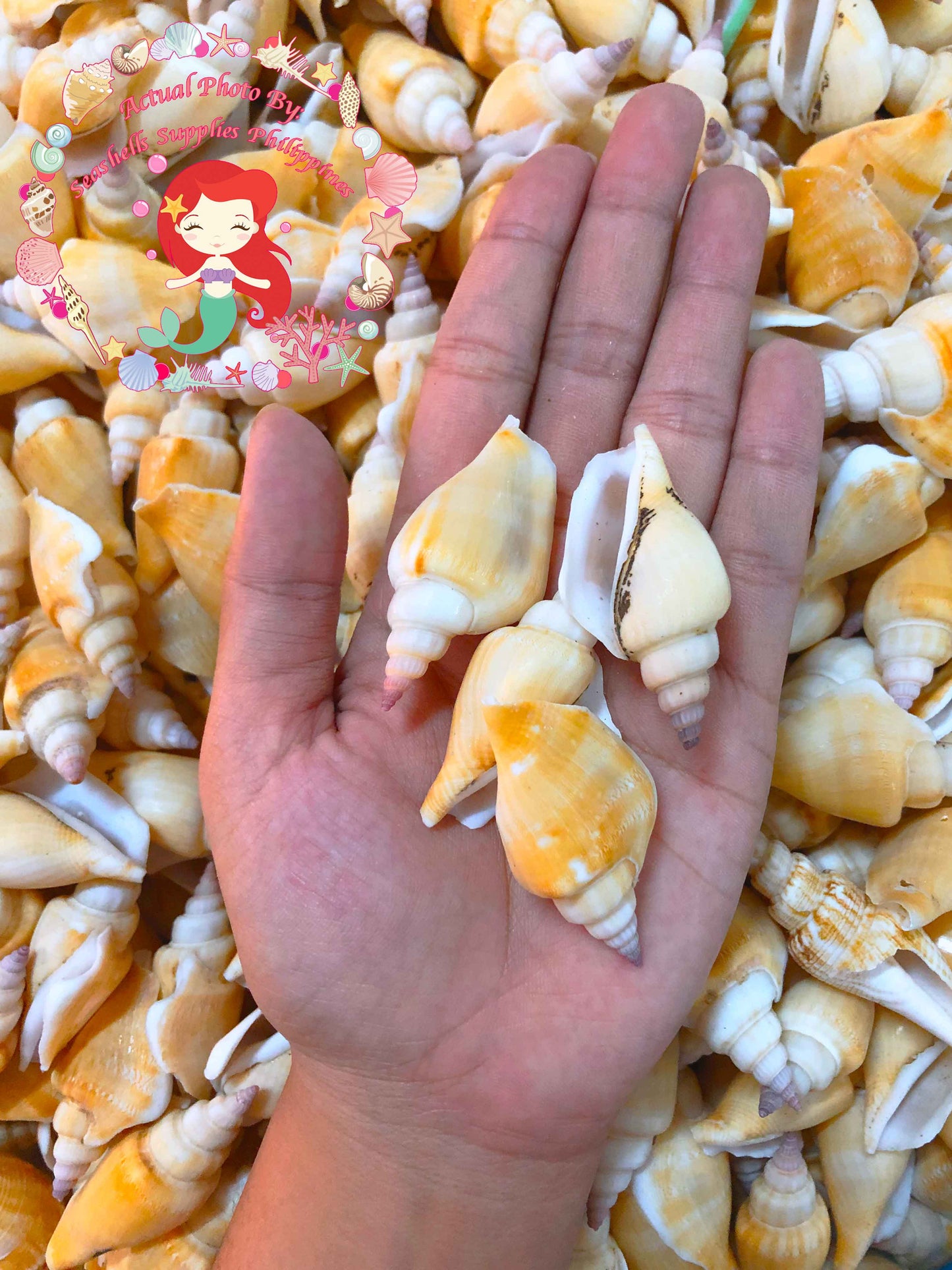 1 Kilo | Bulagsik | Vitate Conch | Seashells | Sea shells