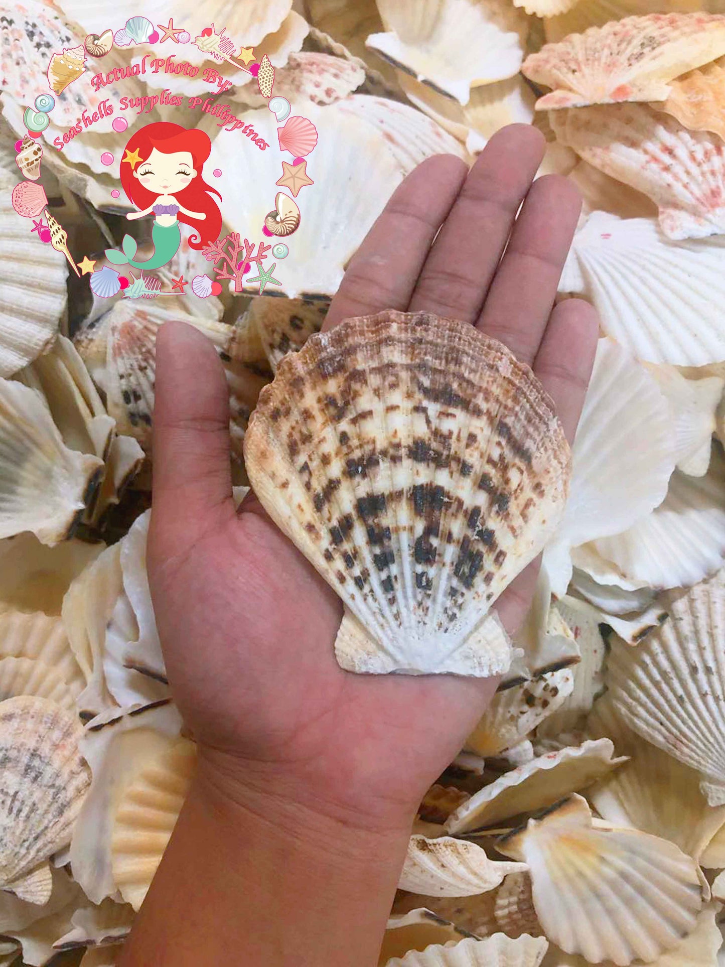 1 Kilo | Pecten Radiola | Radula Scallop | Seashells | Sea shells