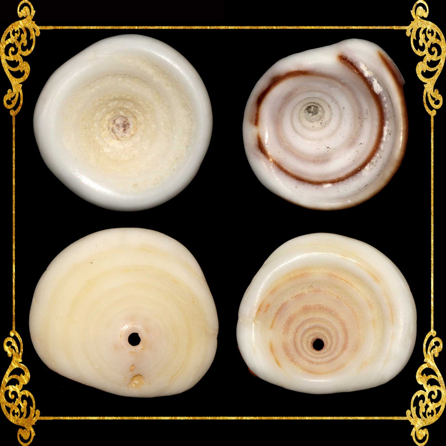 Unveiling Seashells: Exploring Types & Unique Characteristics – The Puka  Shell Store
