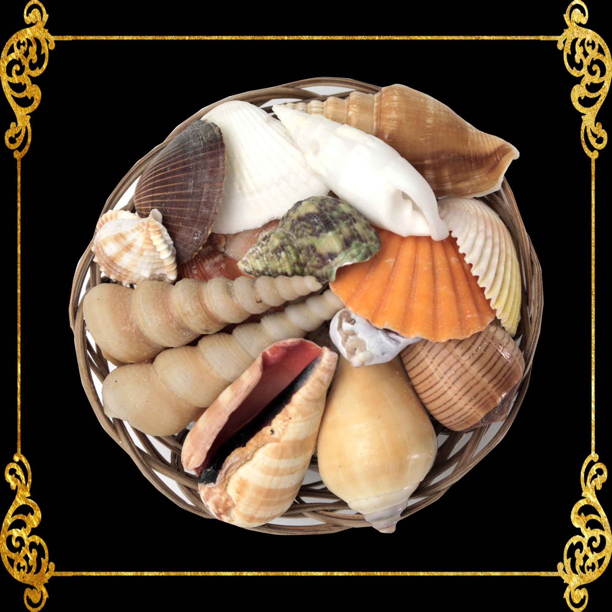 https://www.seashellsupplies.com/cdn/shop/products/SSPK21---Beach-Mixed-Seashells-in-Native-Basket-_-Shell-Crafts-_-Aquarium-Decor-_-4-Inches-A_iblypw.jpg?v=1649323051&width=1946