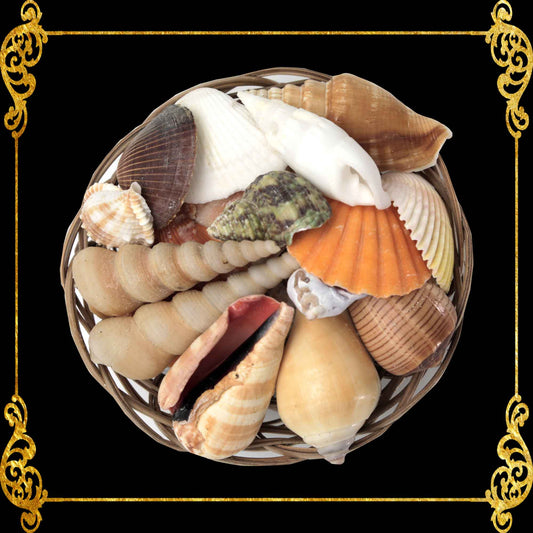 Mixed Sea Shell in a Native Basket | 4 Inches