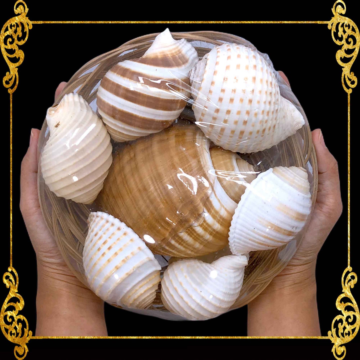 Beach Mixed Tun Sea Shells | Shell Crafts | Aquarium Decor | 8 Inches