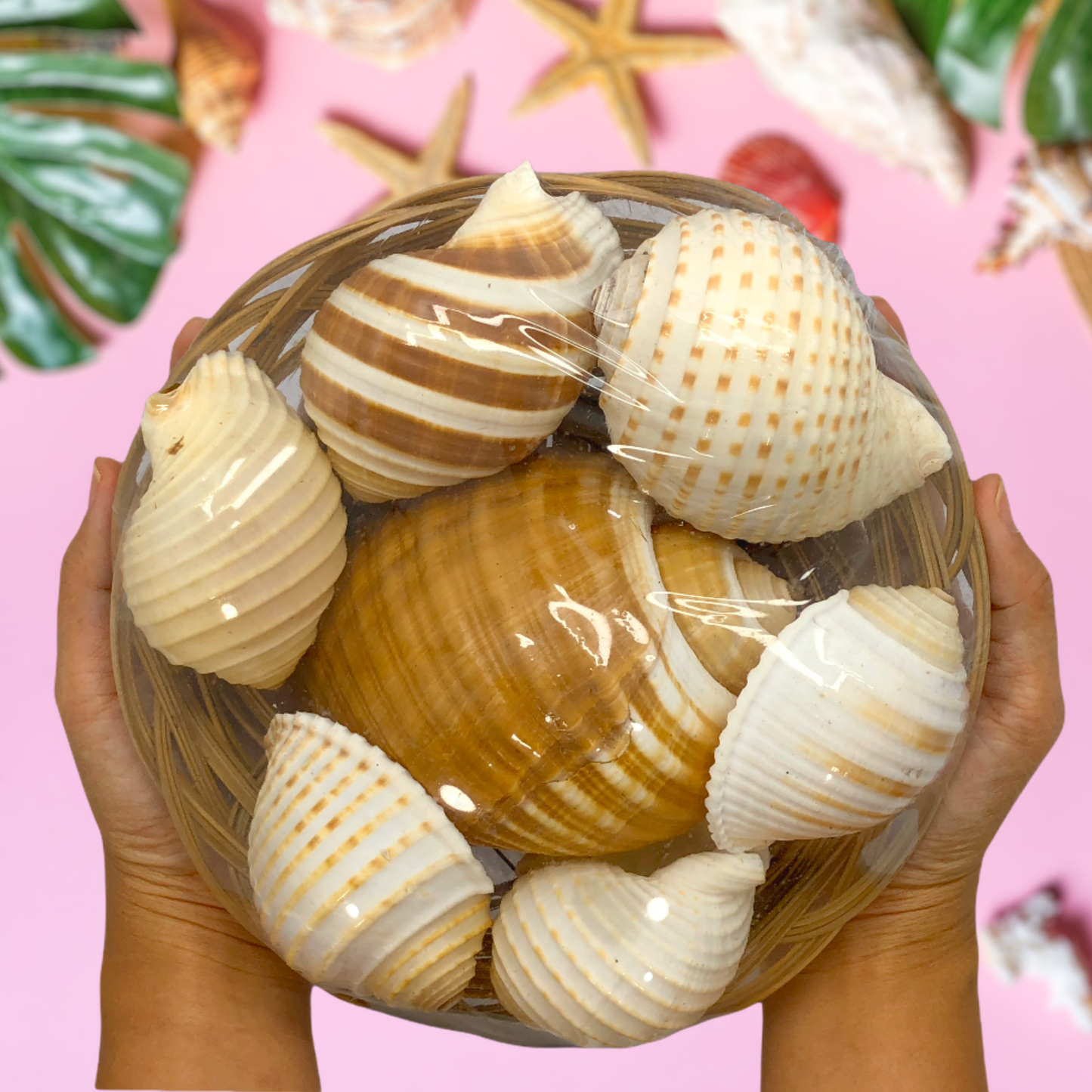 Beach Mixed Tun Sea Shells | Shell Crafts | Aquarium Decor | 8 Inches